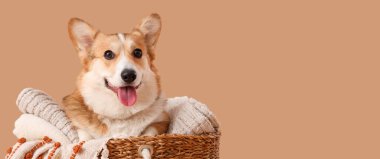 Bej arka planda ekoseli sepetteki şirin Corgi köpeği, yakın plan