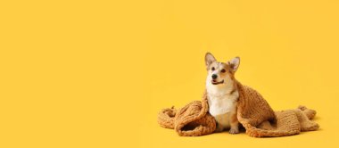 Sarı arka planda turuncu ekoseli şirin Corgi köpeği.