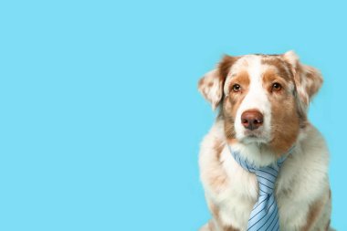 Mavi arka planda kravatı olan sevimli bir Avustralya çoban köpeği.