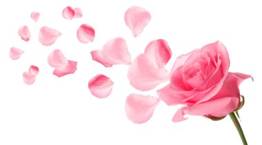 Beyaz arkaplanda güzel pembe bir gül