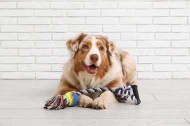 Beyaz tuğla duvarın yanında duran ip oyuncaklı yumuşak Avustralya çoban köpeği.