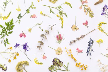 Açık arkaplanda kurumuş çiçekler, üst görünüm