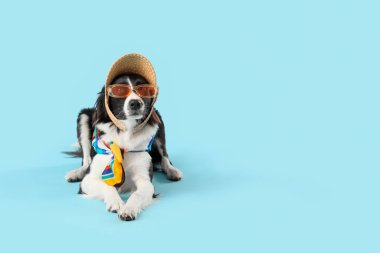 Cute Border Collie dog in sunglasses and summer hat lying on blue background