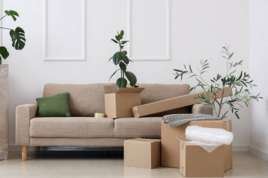 Grey sofa with boxes and plants near light wall in room on moving day