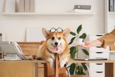 Ofiste duran gözlüklü ve kravatlı komik bir iş köpeği.