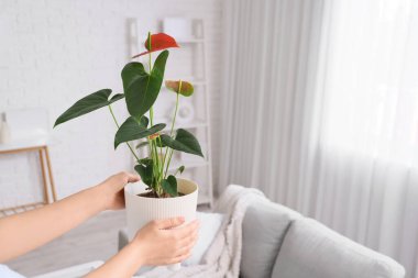 Evde Anthurium çiçekli kadın elleri