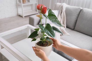 Evde elinde Anthurium çiçeği olan bir kadın.