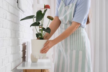 Woman putting Anthurium flower on table in room
