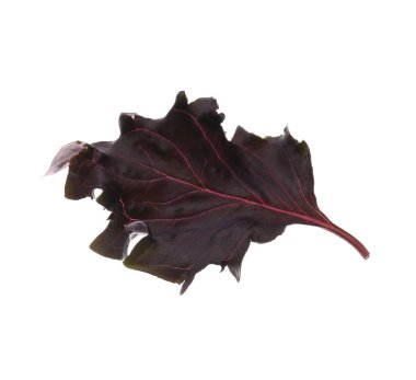 Beyaz arka planda taze mor fesleğen yaprağı uçuyor.