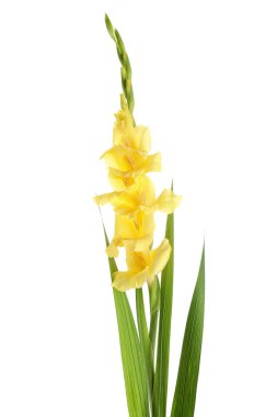Beyaz arka planda güzel sarı gladiolus çiçeği