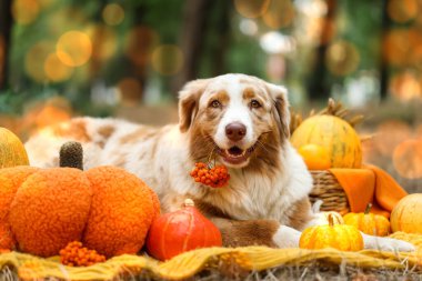 Şirin Avustralyalı çoban köpeği dışarıda balkabaklarıyla battaniyeye uzanıyor. Şükran Günü kutlaması