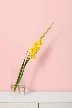 Güzel sarı gladyatör çiçekli cam vazo pembe duvarın yanındaki çekmecelerde.