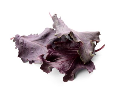 Beyaz arkaplanda taze mor fesleğen yaprakları