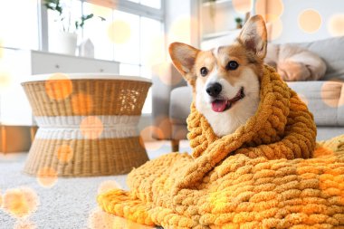 Evde yerde turuncu ekoseli şirin Corgi köpeği.
