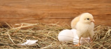 Şirin civcivler ve ahşap arka planda yumurta kabuğu olan bir yuva.