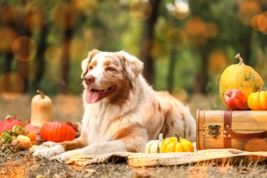 Parkta balkabaklarıyla battaniyeye uzanmış şirin Avustralya çoban köpeği. Şükran Günü kutlaması