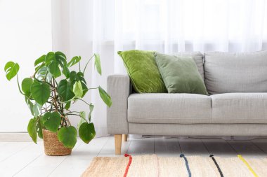 Gri kanepesi, palmiye ağacı ve penceresi olan aydınlık oturma odasının içinde.