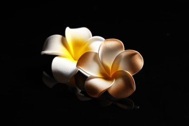 Siyah arka planda güzel tesisat çiçekleri