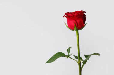 Gri arkaplanda güzel kırmızı gül çiçeği