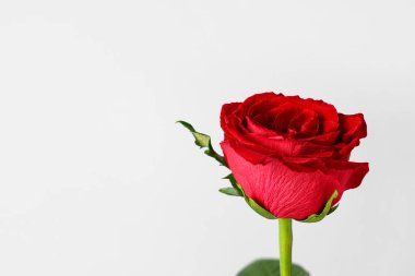 Gri arkaplanda güzel kırmızı gül çiçeği