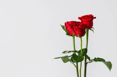 Gri arkaplanda güzel kırmızı gül çiçekleri