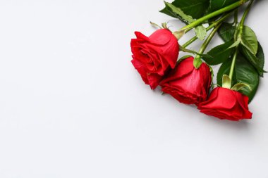 Gri arkaplanda güzel kırmızı gül çiçekleri