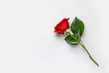 Gri arkaplanda güzel kırmızı gül çiçeği