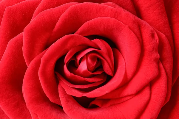 Arka plan olarak güzel kırmızı gül çiçeği dokusu