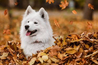 Sonbahar yaprakları dökülen beyaz Samoyed köpeği