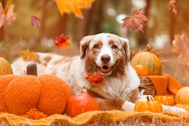 Şirin Avustralyalı çoban köpeği dışarıda balkabaklarıyla battaniyeye uzanıyor. Şükran Günü kutlaması