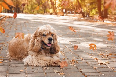 Sonbahar parkında sevimli cocker spaniel dog.