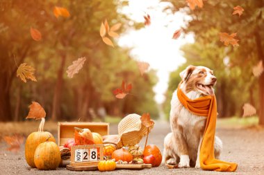 Tatlı Avustralya çoban köpeği, balkabağı ve takvim açık havada. Şükran Günü kutlaması
