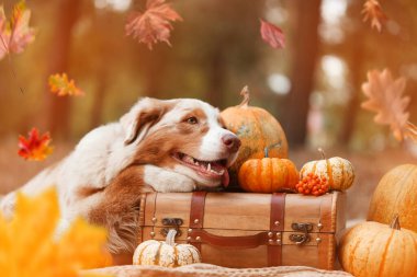 Tatlı Avustralya çoban köpeği, balkabağı ve valiziyle battaniyeye uzanmış. Şükran Günü kutlaması