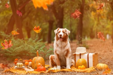 Tatlı Avustralya çoban köpeği, balkabağı ve açık havada bavuluyla battaniyenin üzerinde oturuyor. Şükran Günü kutlaması