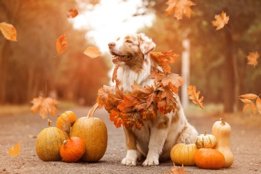 Sonbahar yapraklı ve balkabaklı şirin Avustralya çoban köpeği Şükran Günü için dışarıda.