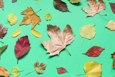 Yeşil arkaplanda farklı dökülen yapraklarla kompozisyon