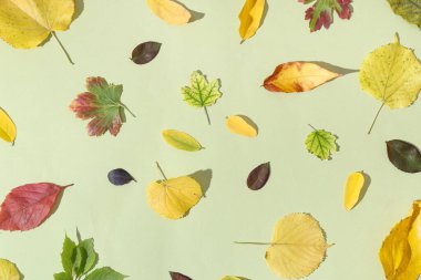 Yeşil arkaplanda farklı sonbahar yapraklarına sahip kompozisyon