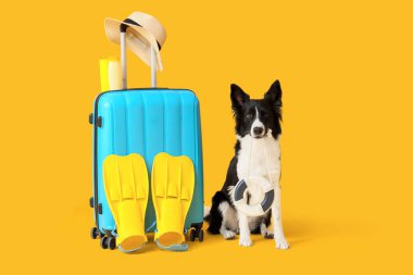 Bavulu ve sarı arka planda gezici aksesuarları olan şirin bir Border Collie köpeği.