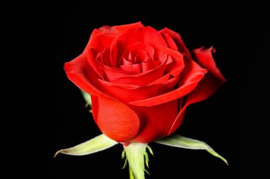 güzel siyah zemin üzerine kırmızı gül çiçek