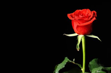 Siyah zemin üzerinde su damlaları olan güzel kırmızı gül çiçeği.