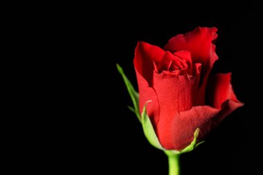 güzel siyah zemin üzerine kırmızı gül çiçek