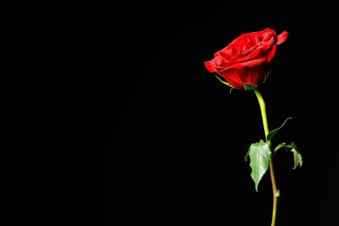 güzel siyah zemin üzerine kırmızı gül çiçek