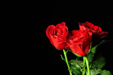 Siyah zemin üzerine kırmızı gül çiçekler çok güzel