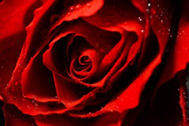 Arka plan olarak güzel kırmızı gül çiçeği dokusu