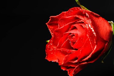 Siyah arkaplanda su damlaları olan güzel kırmızı gül çiçeği, yakın plan.