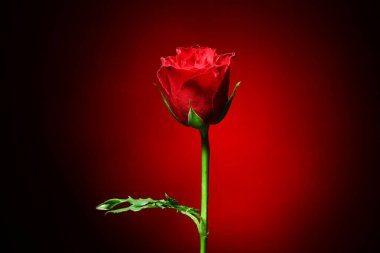 Beautiful red rose flower on dark background