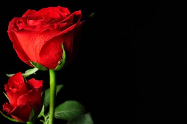 Siyah zemin üzerine kırmızı gül çiçekler çok güzel