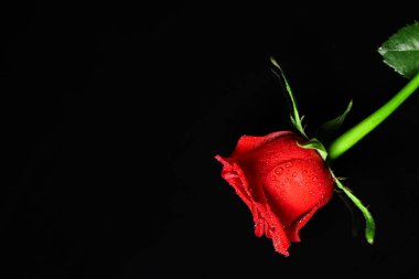 Koyu arkaplanda su damlaları olan güzel kırmızı gül çiçeği.