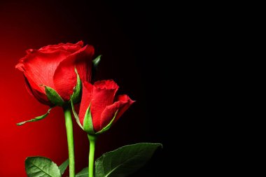 Beautiful red rose flowers on dark background