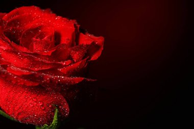 Beautiful red rose flower with water drops on dark background, closeup